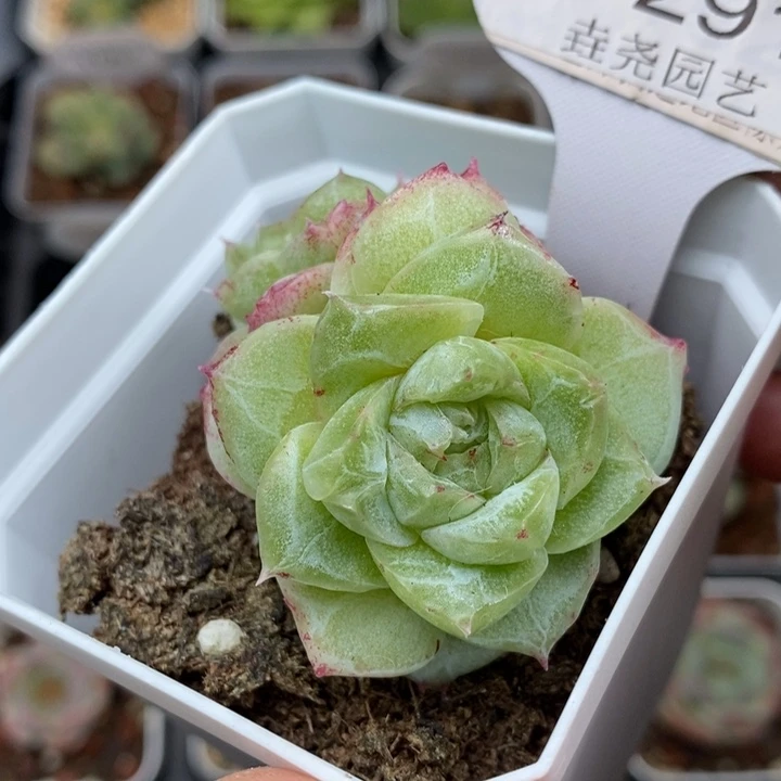 0291 女王石化 5.5cm