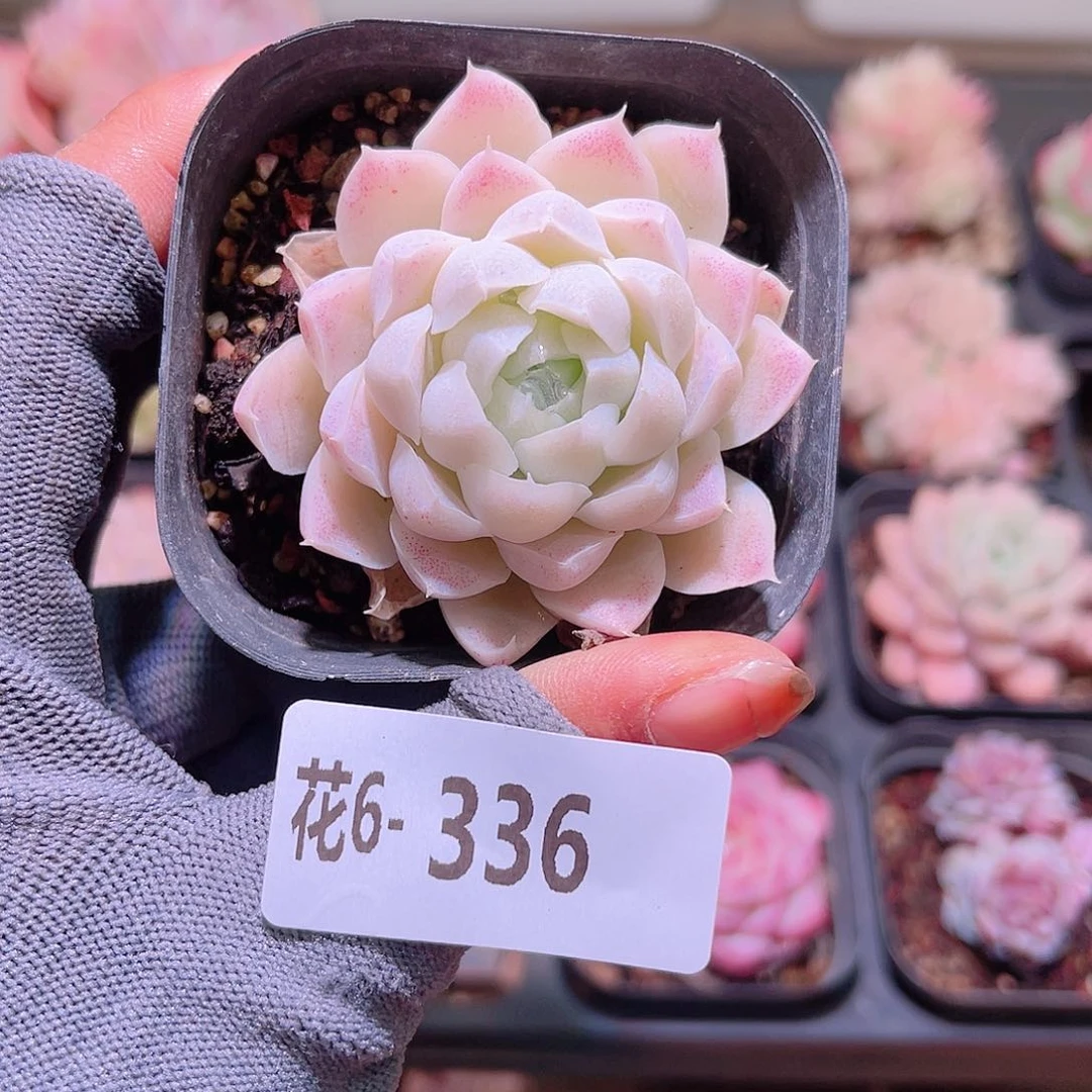 花06-336白月影群