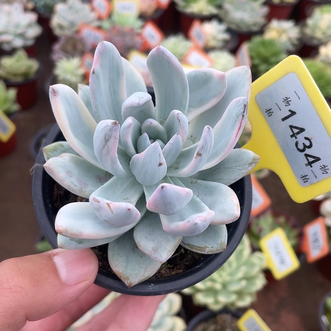 1434号多肉植物霜之朝