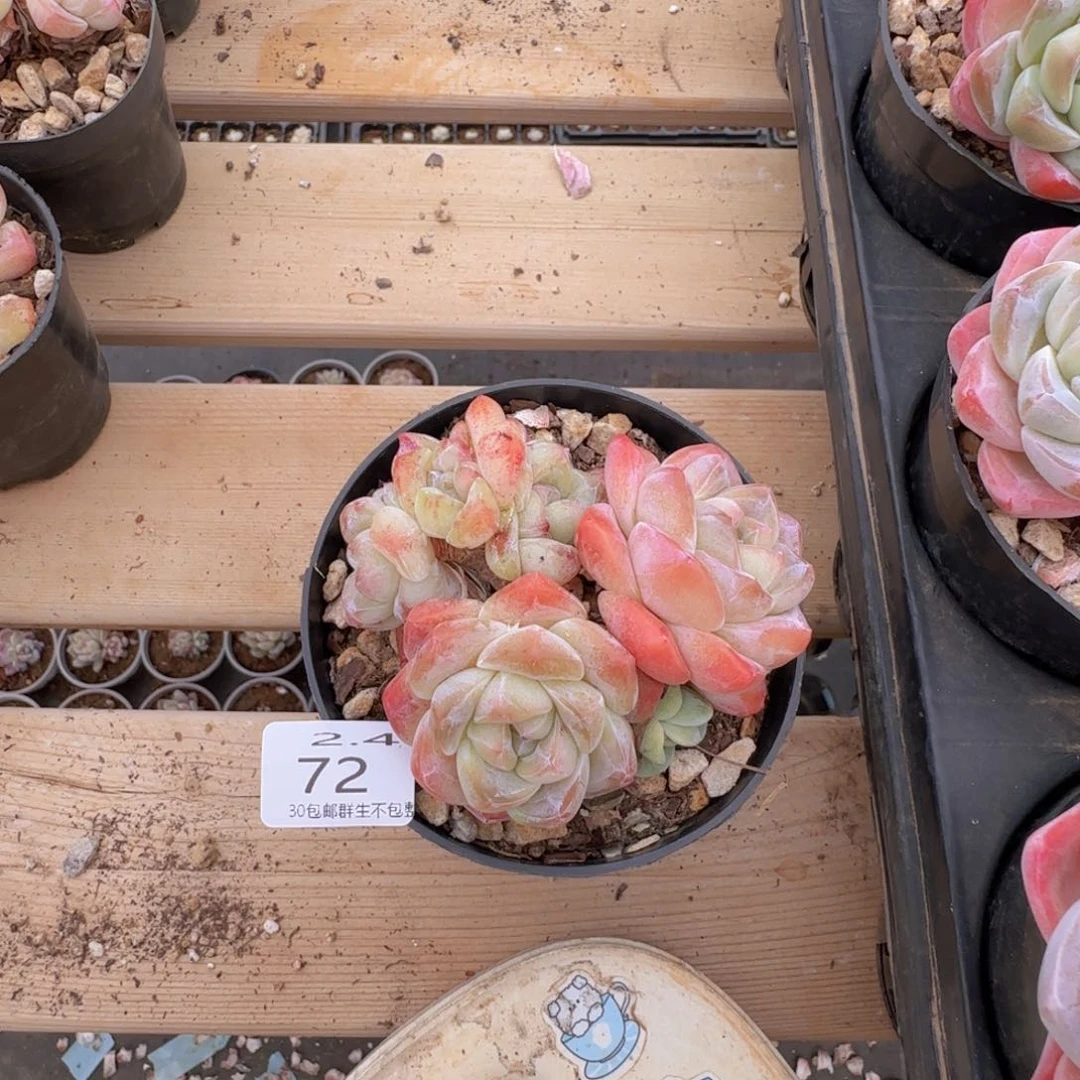 雪*花冰玉四头朵朵石化两龙头