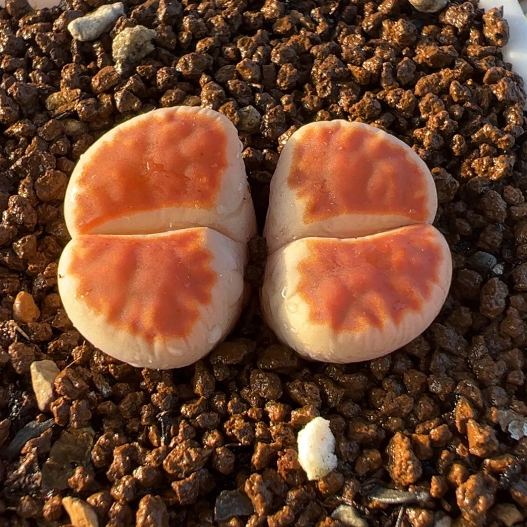 052多肉植物种类多样