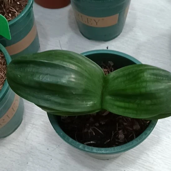 润****无花朵特色花卉君子兰小苗