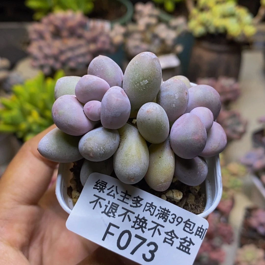 073糖豆奶多肉5cm