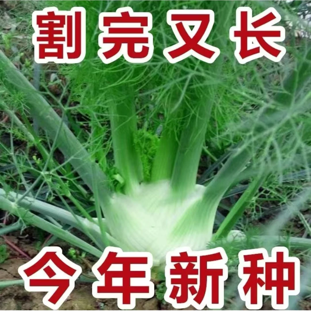 球茎茴香种子家庭阳台小院盆栽地栽四季种植