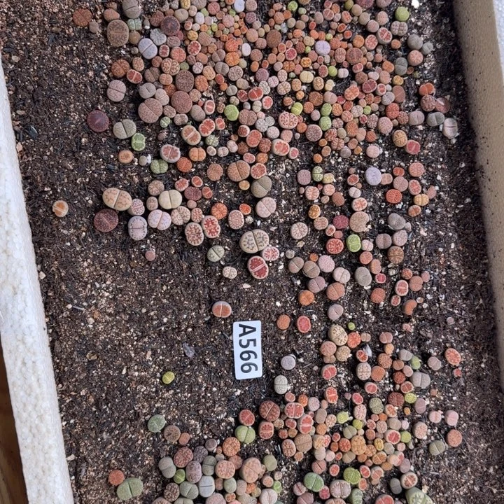 生566石花整筐脱土发货