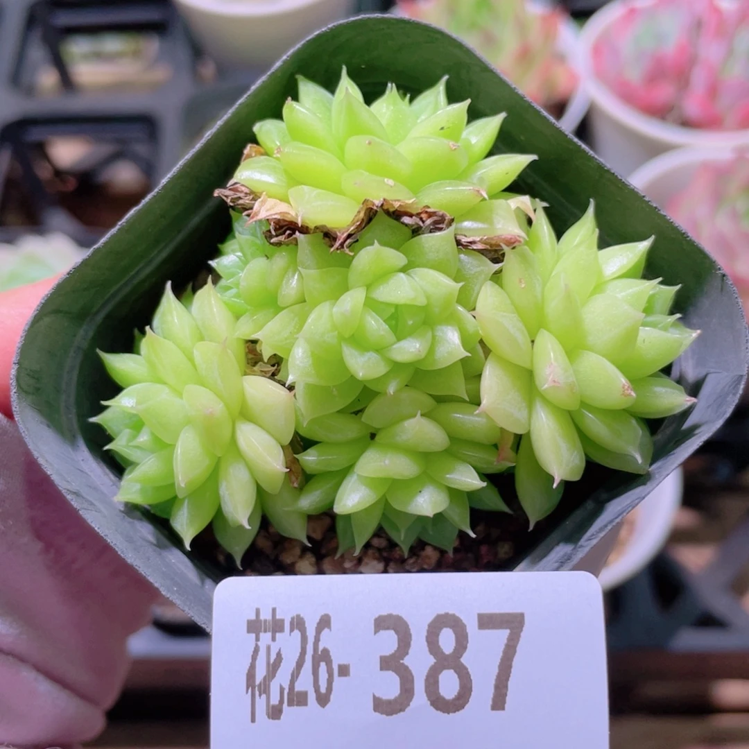 花利美26-387麦秆