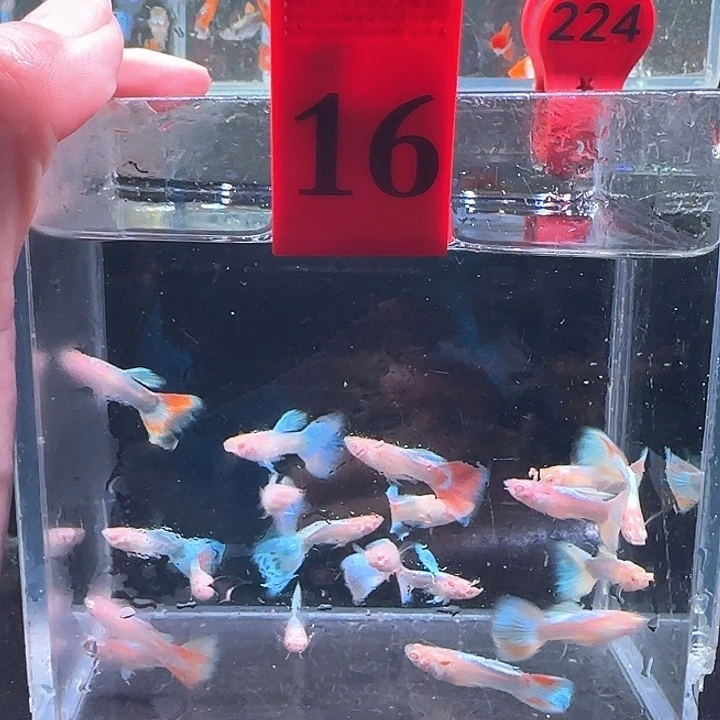 孔雀鱼16号，20条鱼