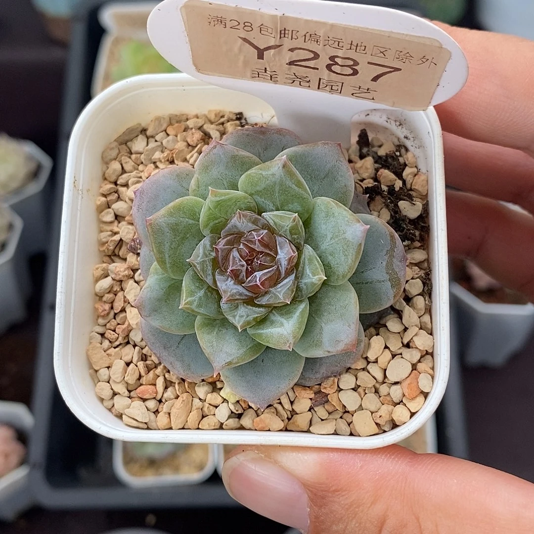 0287 G06单头 4.5cm