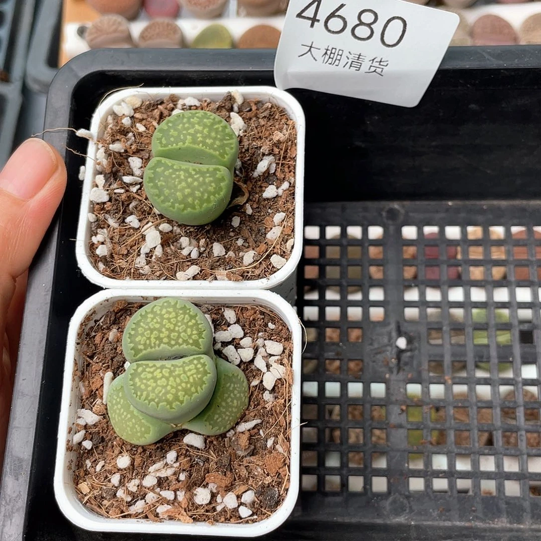 华4680大棚清仓甩卖了