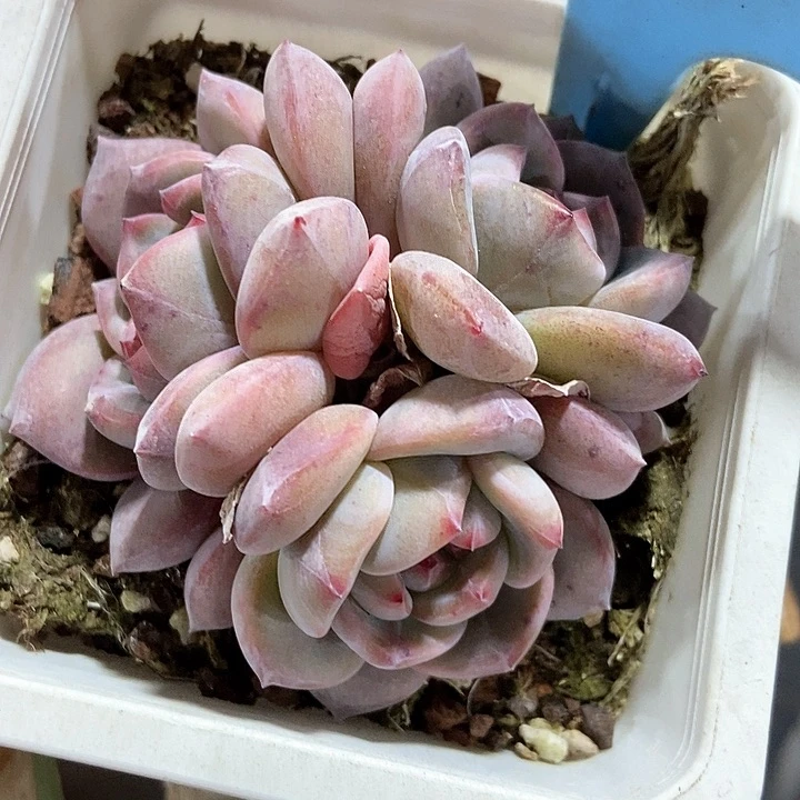 多肉植物石榴籽501