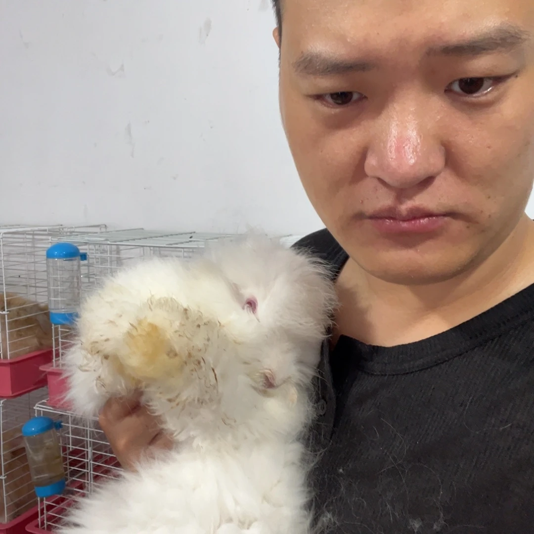 双血统英系安哥拉兔子