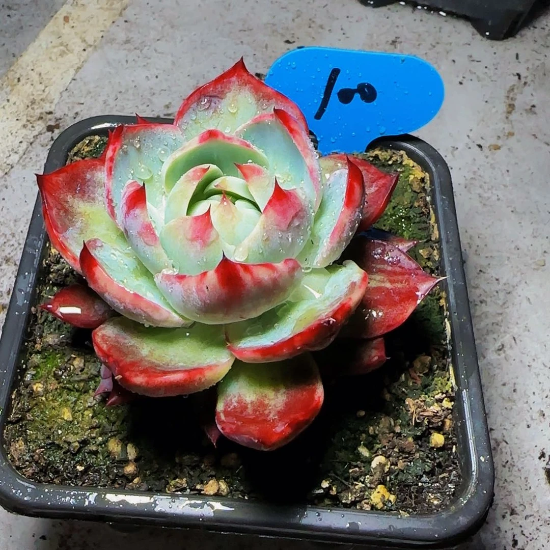 ?****?惊鸿仙子一物一拍100号