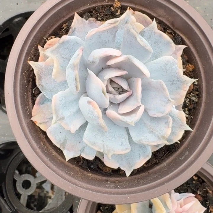 丽娜莲锦一物一拍