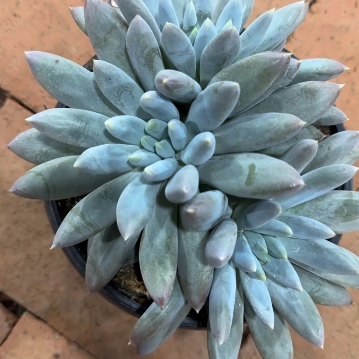 哥特萝莉群多肉植物的