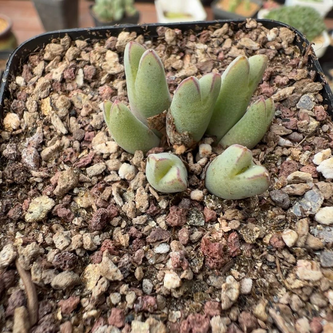 2-76 985猪蹄多肉植物