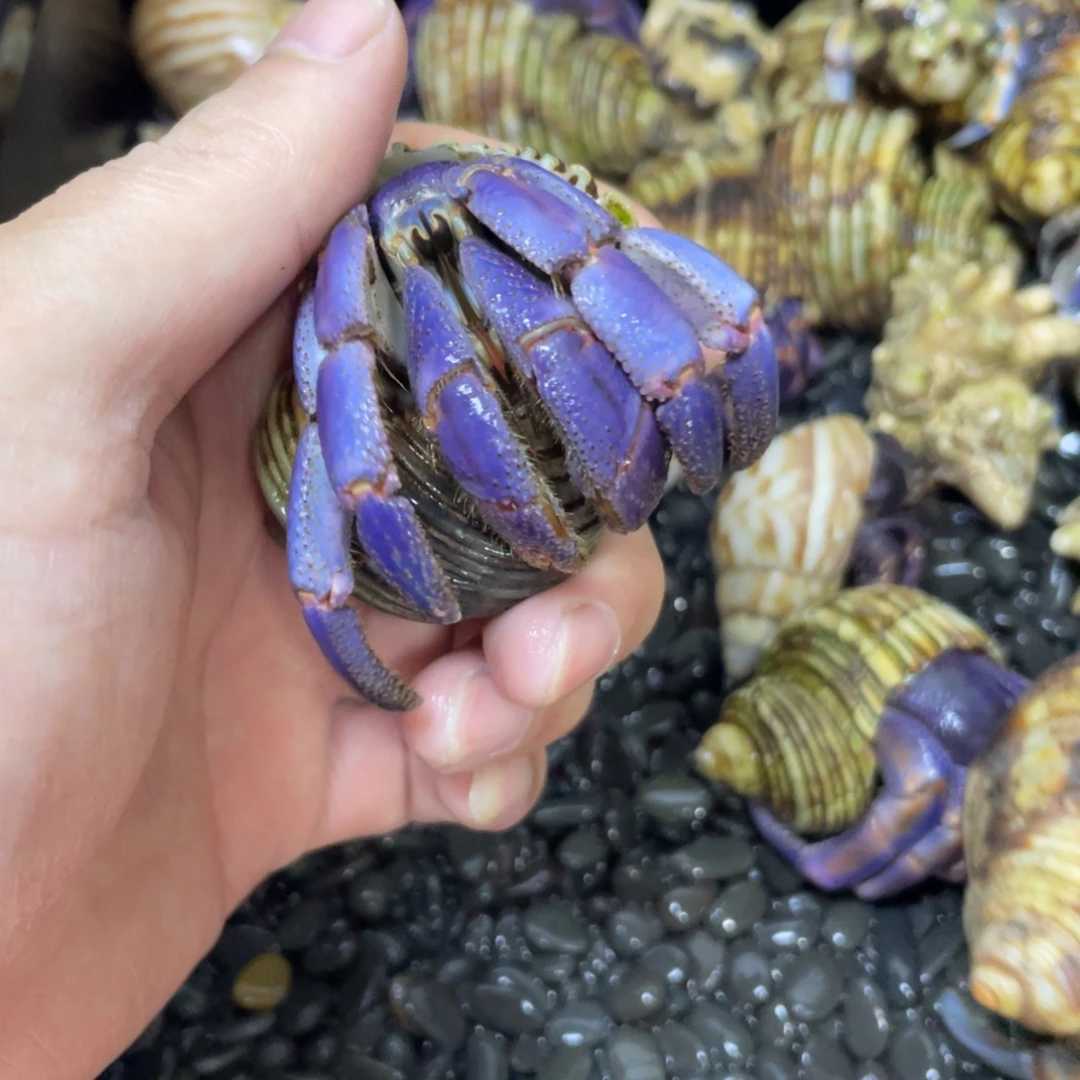 听***.寄居蟹寄居蟹寄居蟹