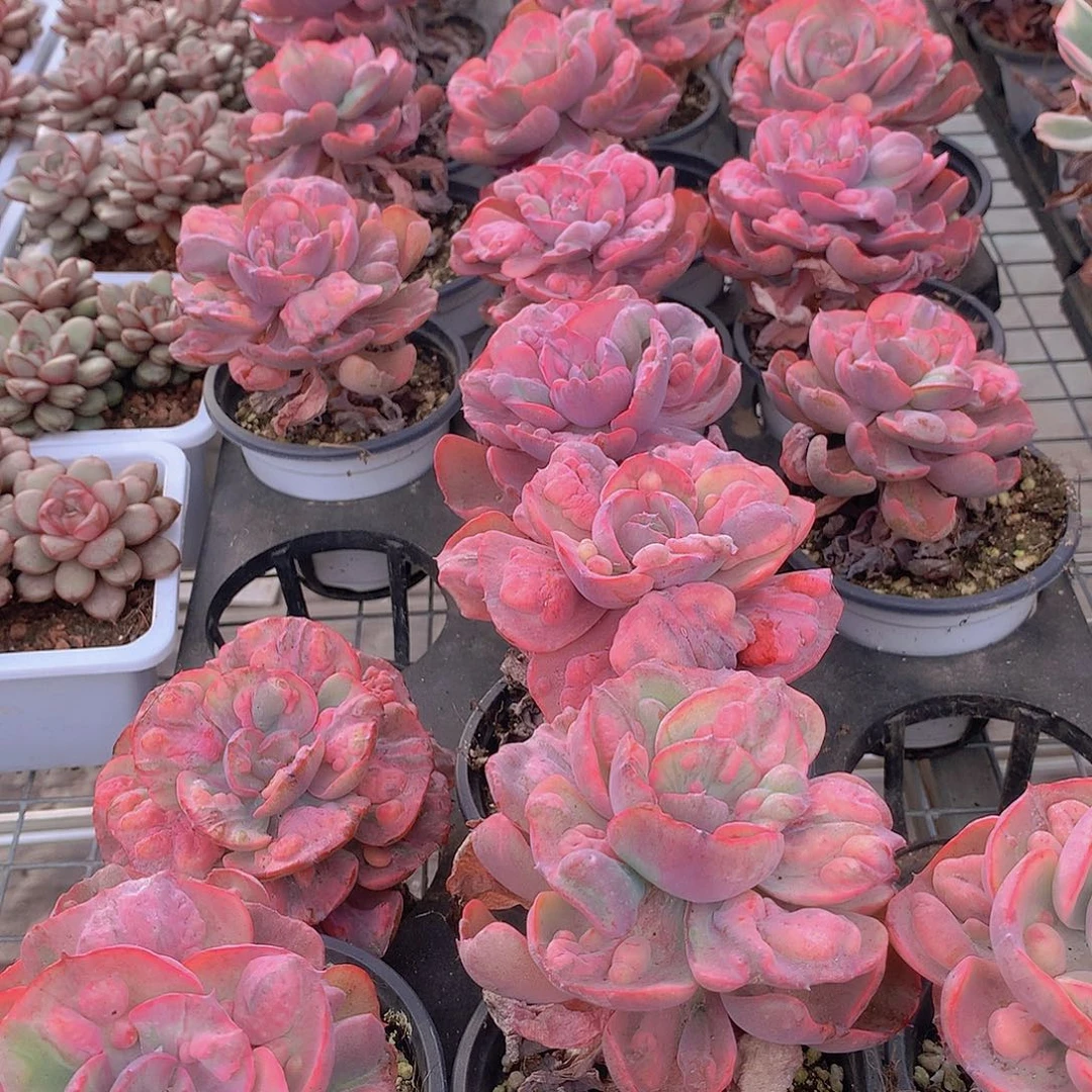 星之月锦24567889900000