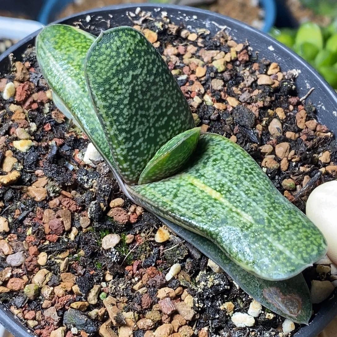 不带盆脱土裸根发货