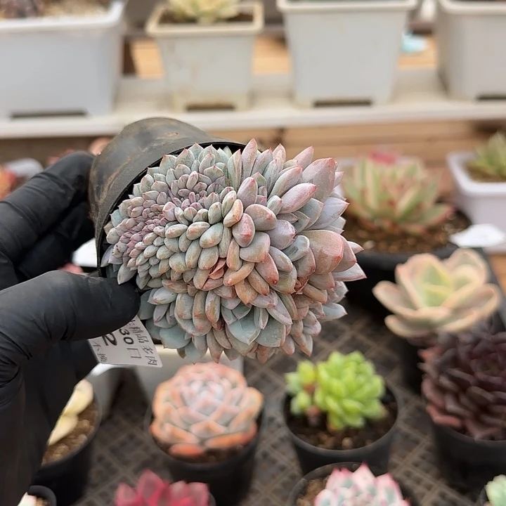 0530-31星星橙带缀