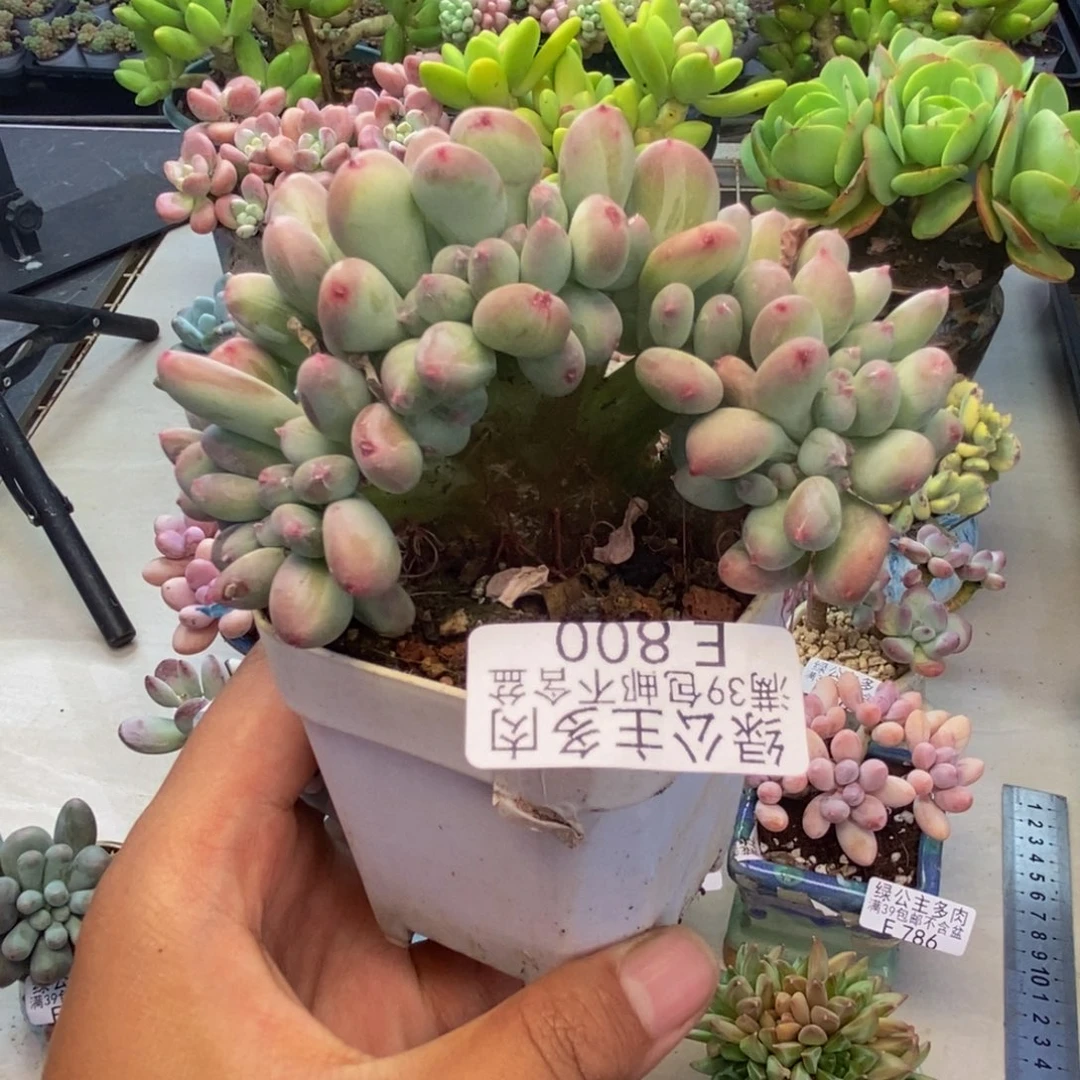 800苹果奶四代缀9c m