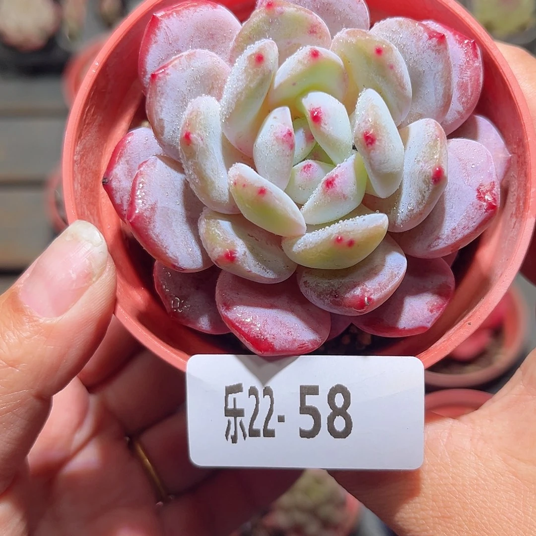 乐22-58橙梦露单头