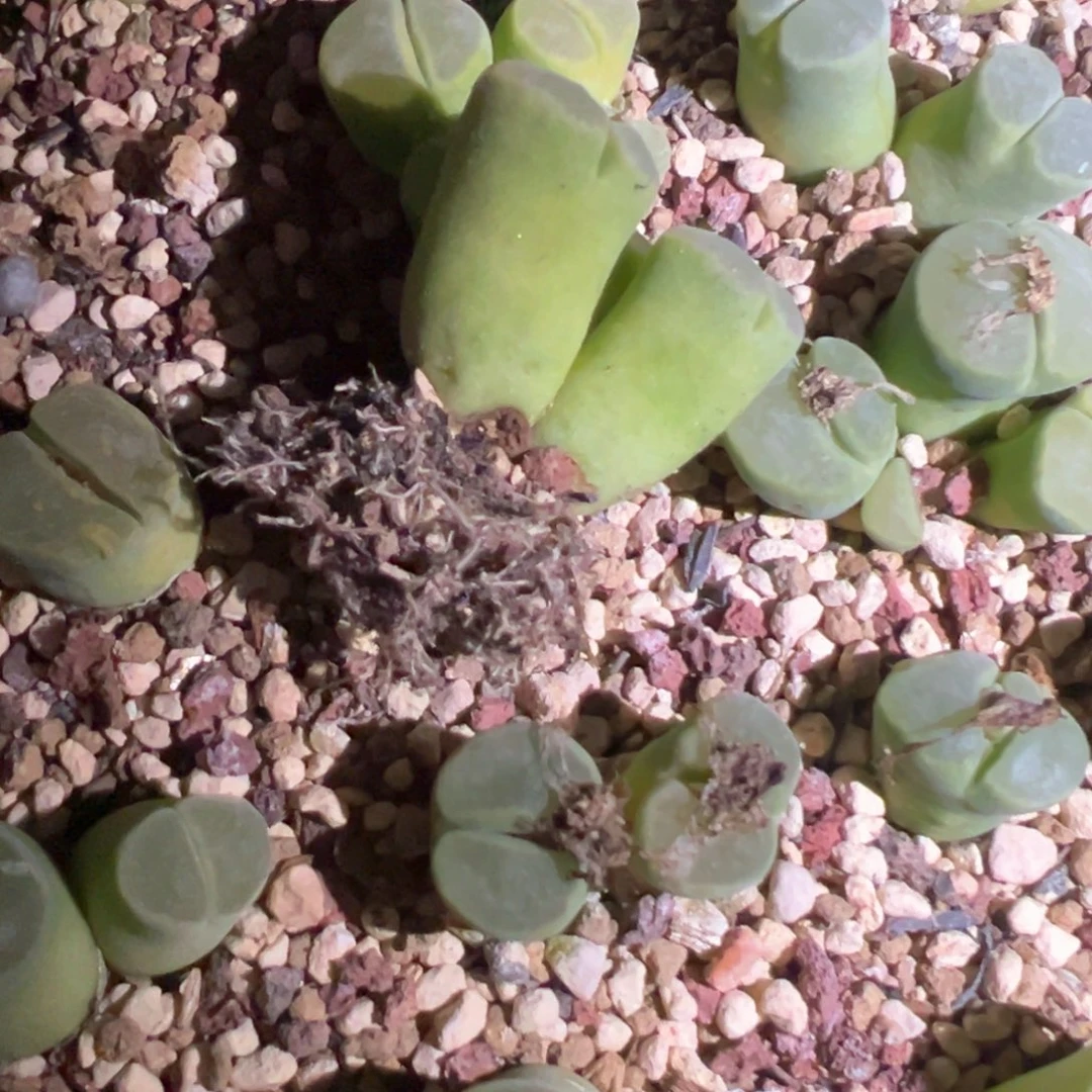 N***e专拍专拍 肉锥植物