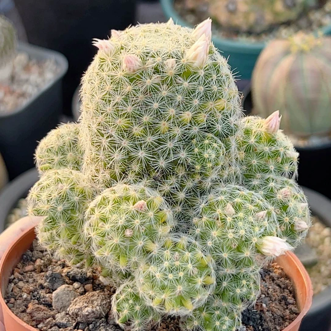 ¹***?实生 吉赛尔锦仙人球