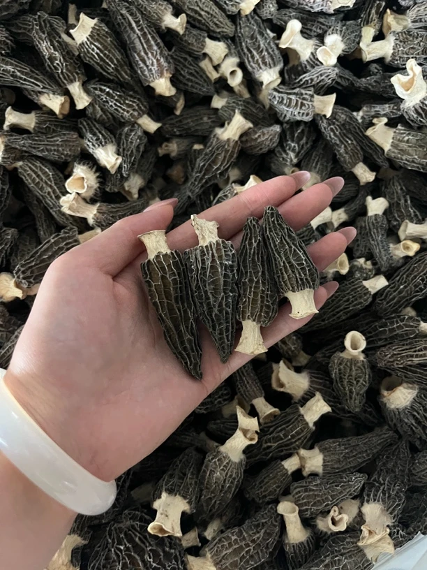 精品【3-5公分】羊肚菌干货6妹头茬肉厚