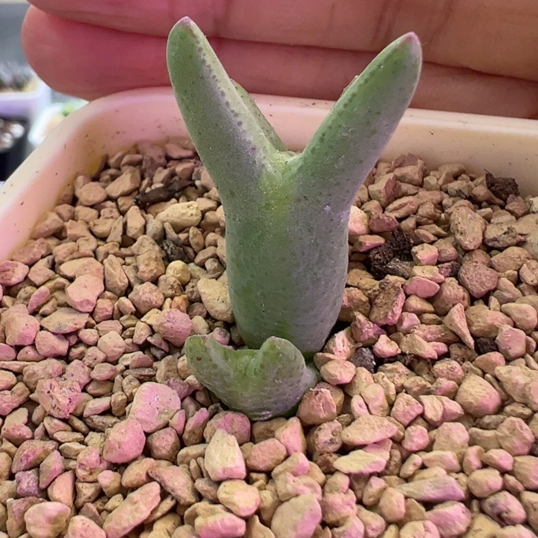 sn杂交458皮卡丘 肉锥植物