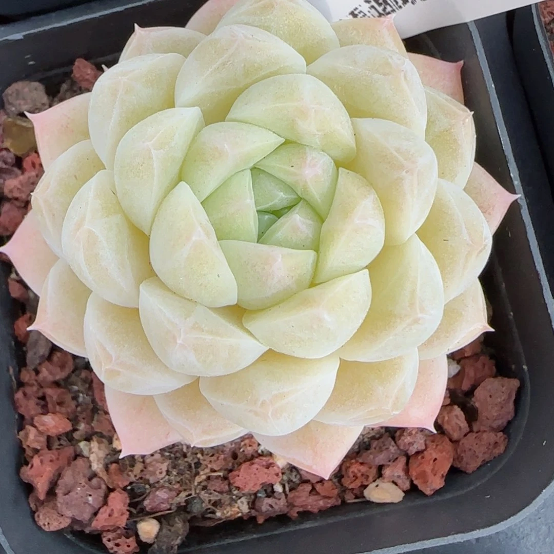 我****?花语逸境0211-268