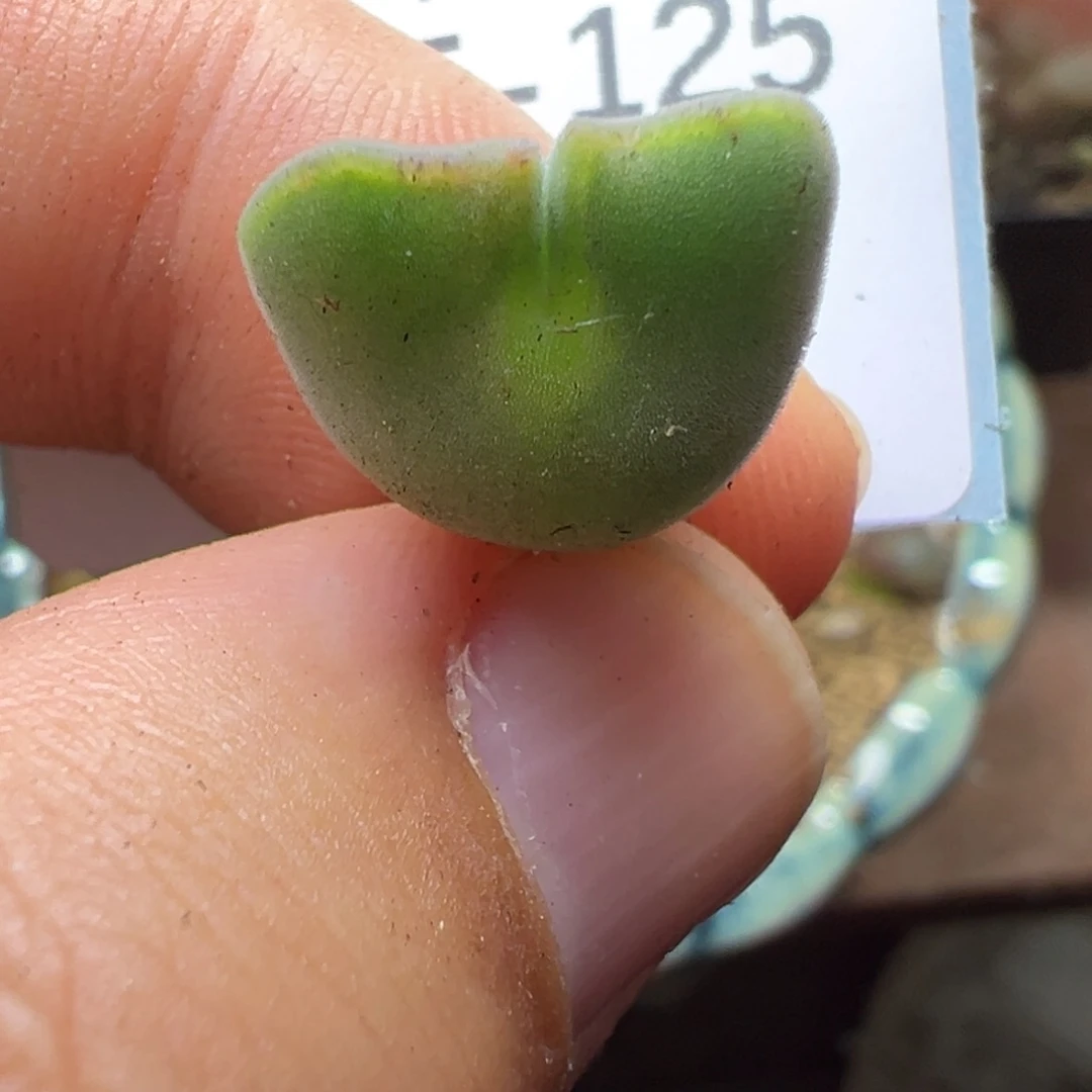 5-125肉锥多肉植物