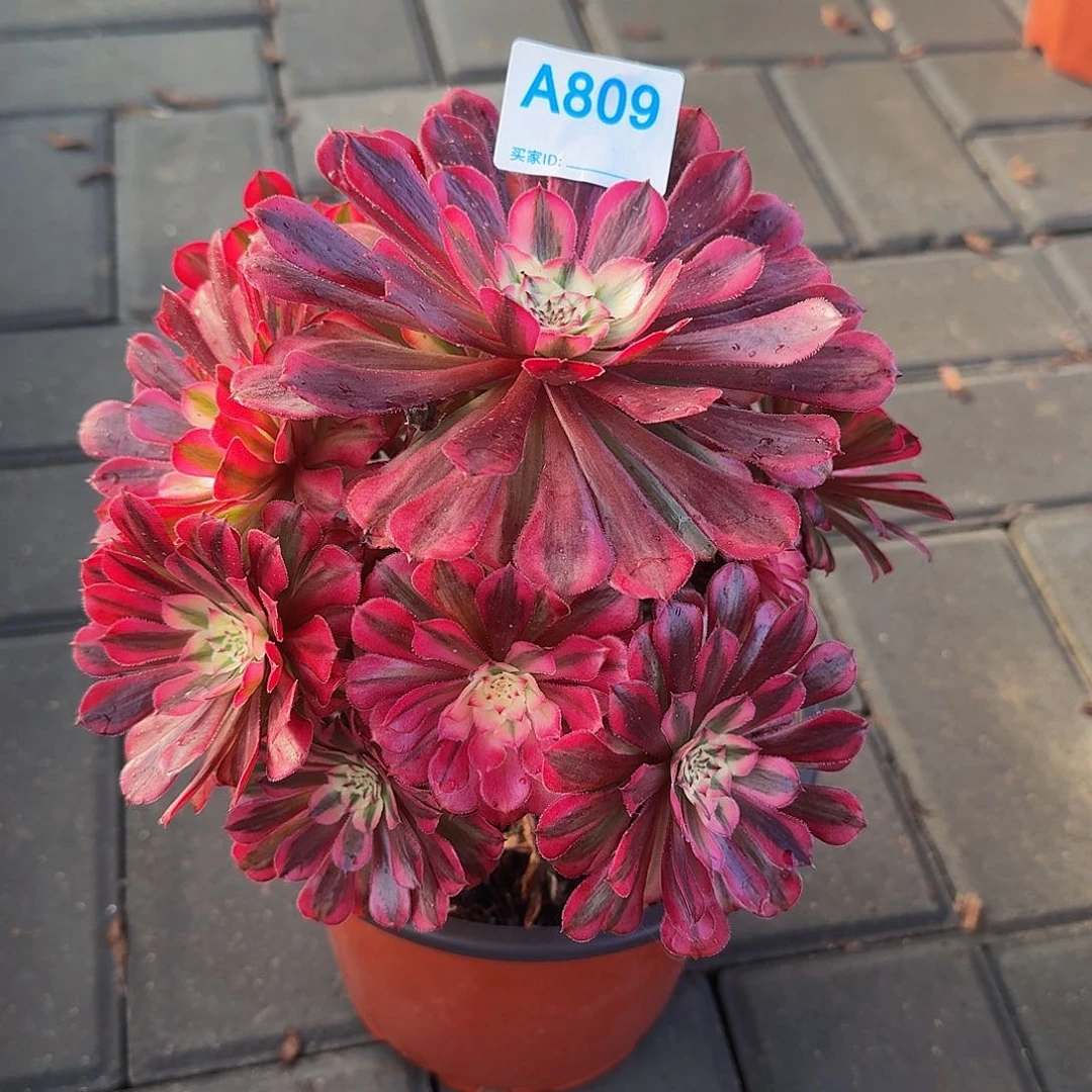 全部花朵089红铜白33冠服17.8左右小颗的