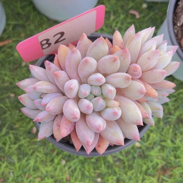 健健康康平平安安