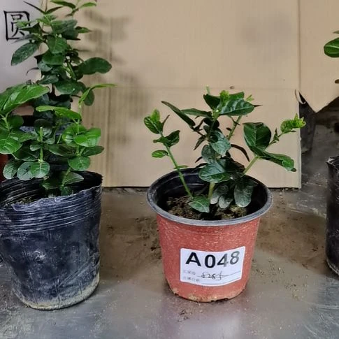 大部分花苞少量开放上**动