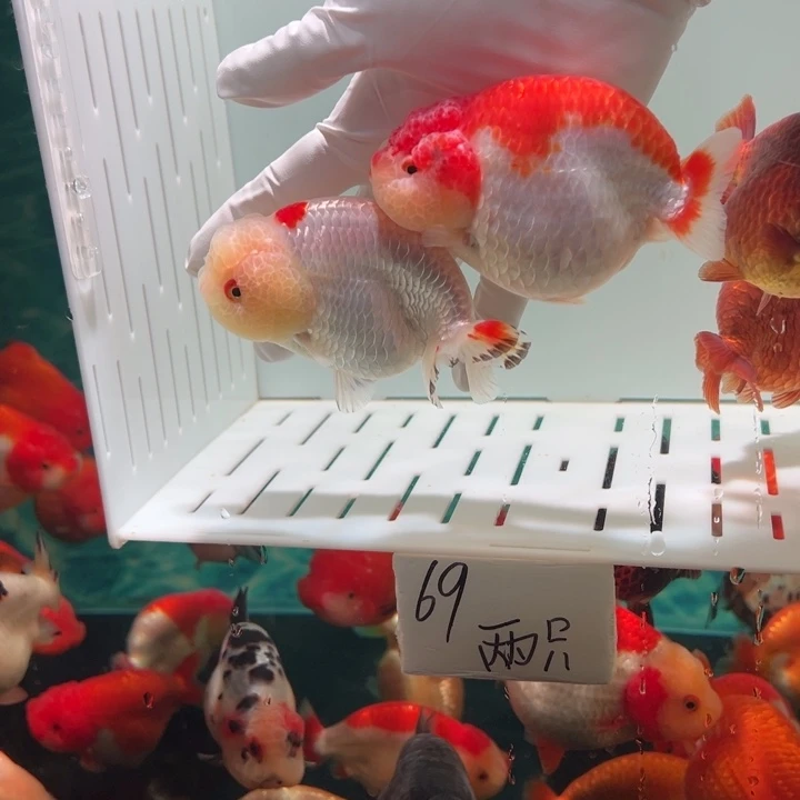 海水鱼两只特价包邮