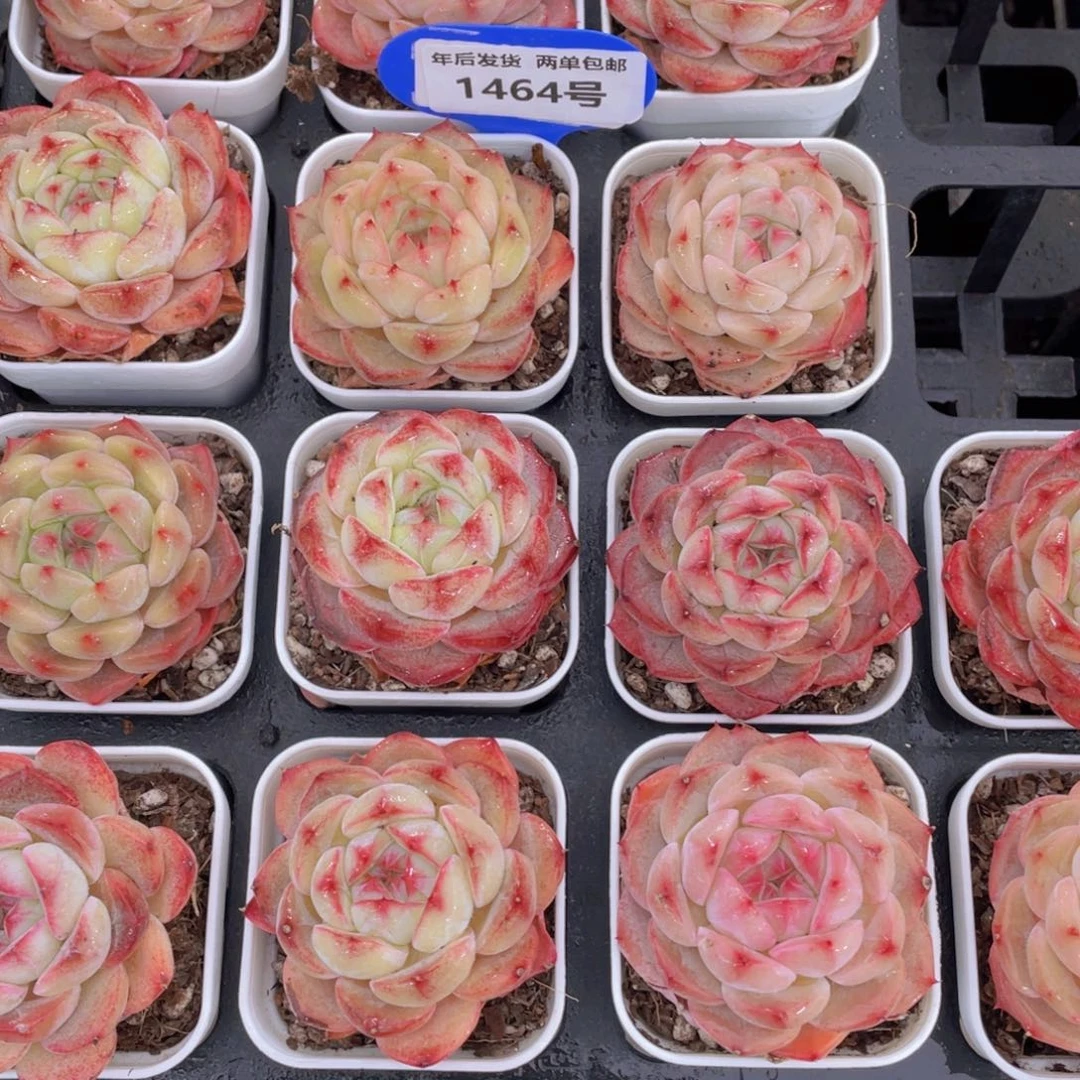 1464号钻石玫瑰单头两个