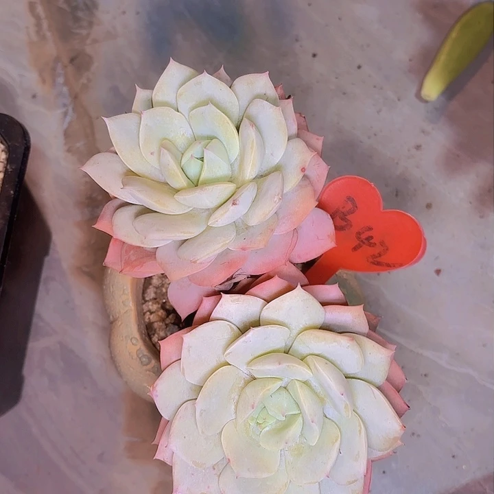 洁*恋曲一物一拍B42