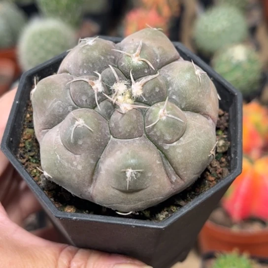 完全开放实生紫皮铅皮