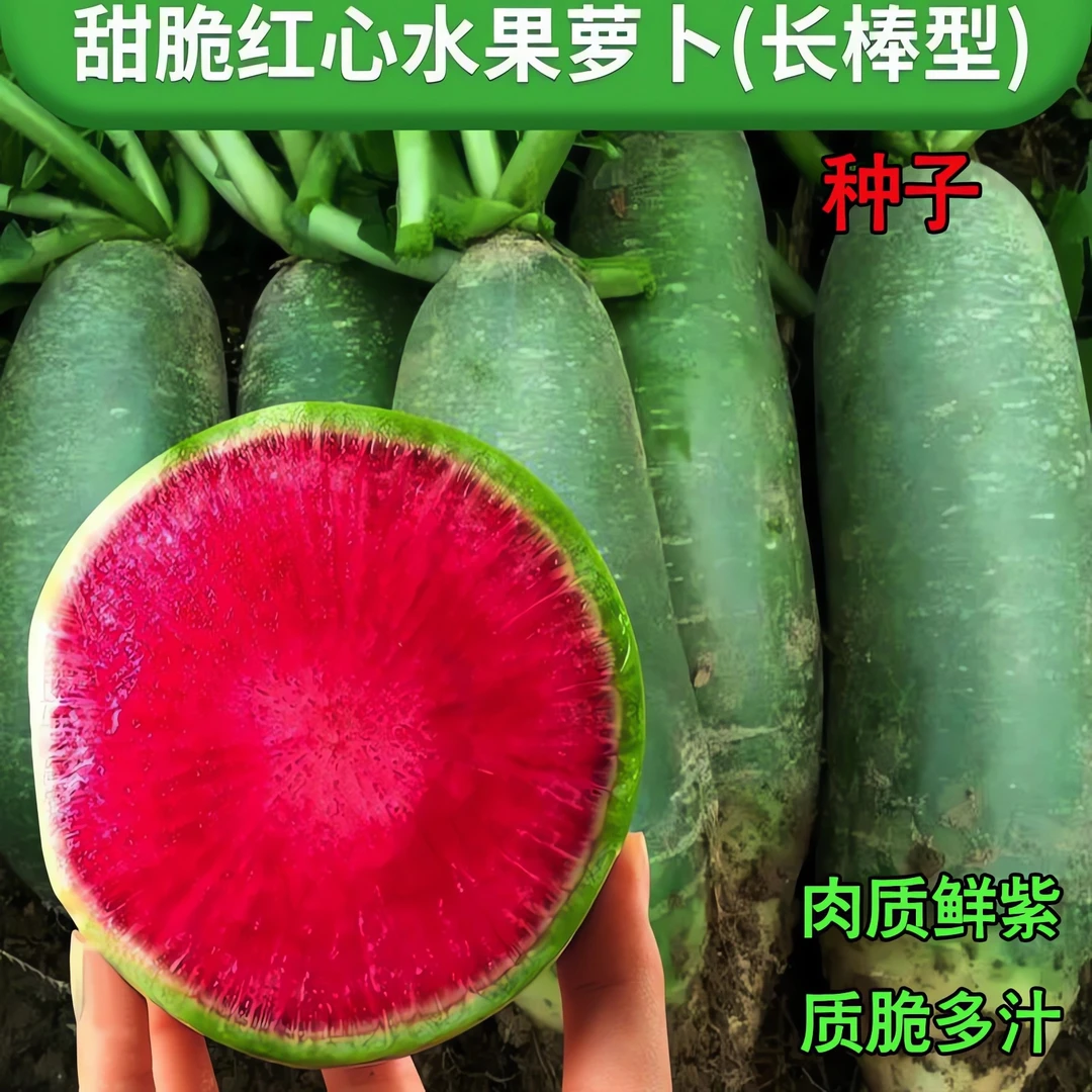 冰糖水果萝卜种子生吃脆甜农家蔬菜种孑四季播种阳盆栽绿萝卜种籽