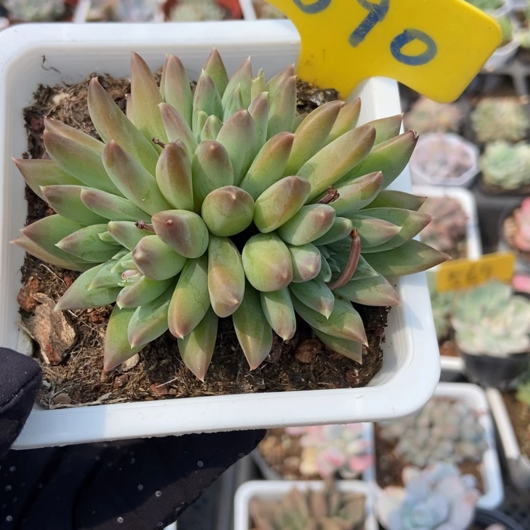 890青花瓷多肉植物保护
