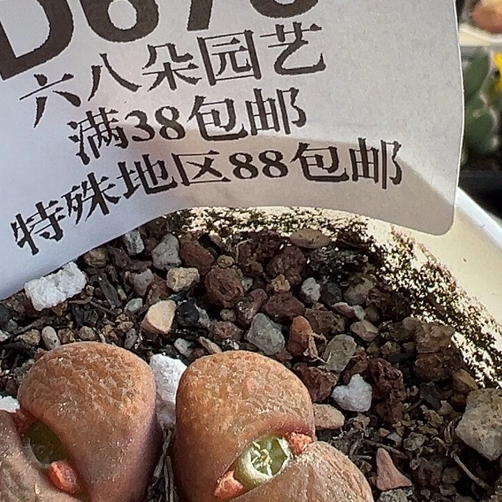 675号特价风铃wzzyyyxyxx