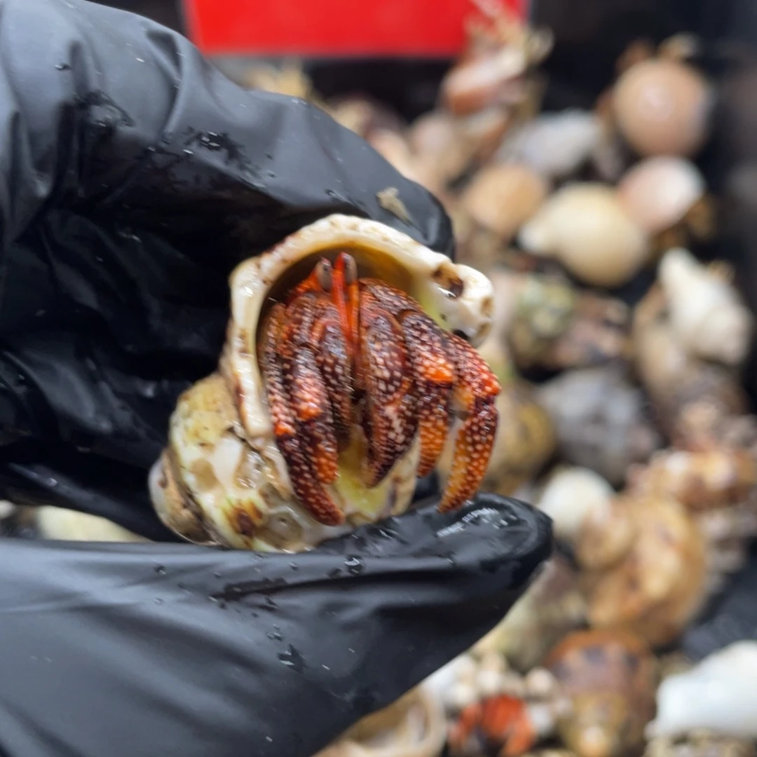 不退不换谢谢支持54