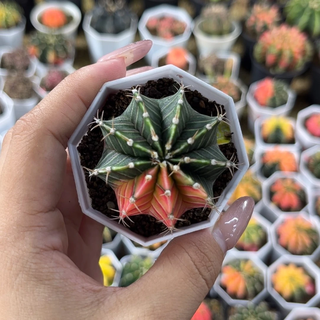 1103 带盆土发货 特价捡漏