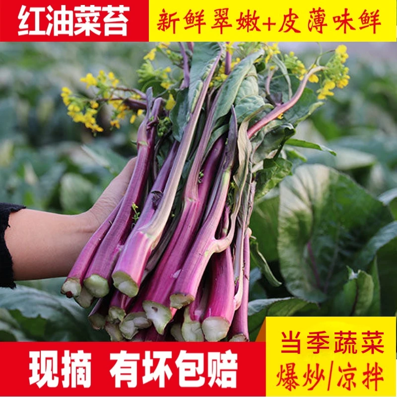 5斤新鲜红菜苔紫菜苔紫苔菜四川农家红油菜