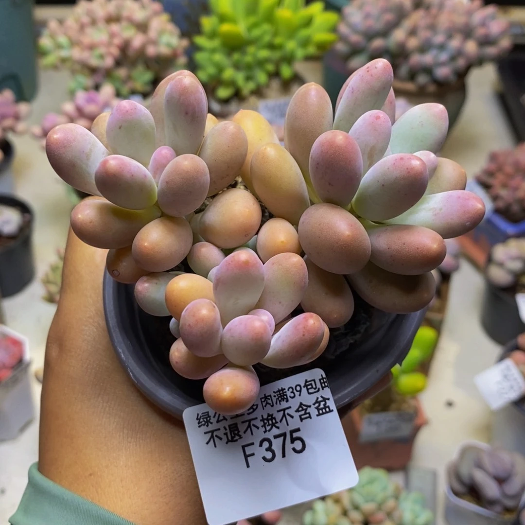 375蛋黄奶多肉7cm