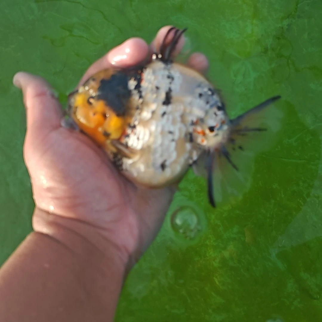 白虎将军泰狮金鱼