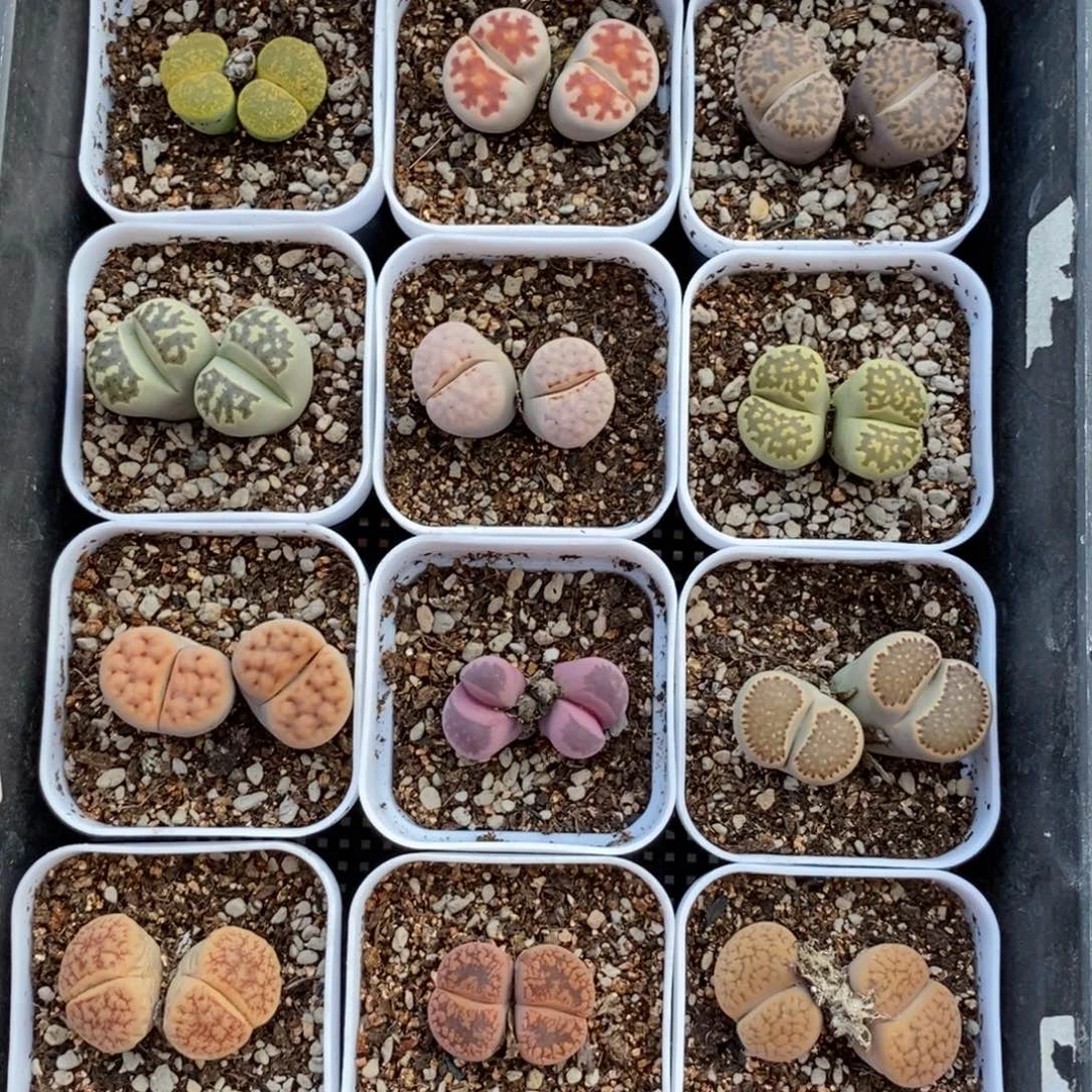 生石花混合带盆土发货一组