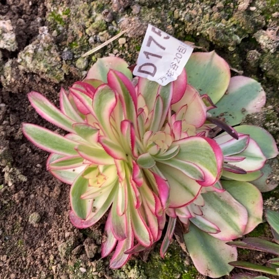 175倾城多肉植物