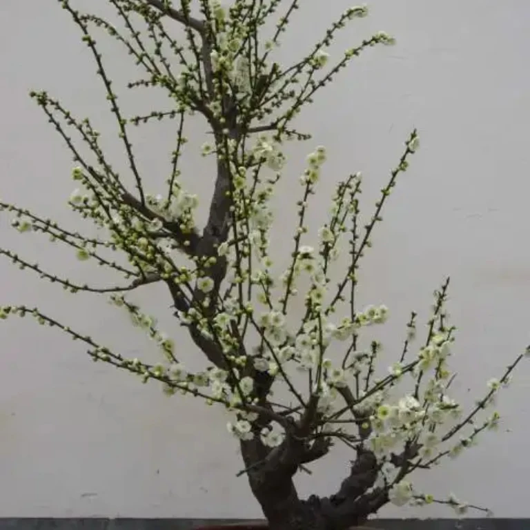 红梅绿梅粉梅 土球发货不带盆 运输少量落花断枝正常 介意者慎拍