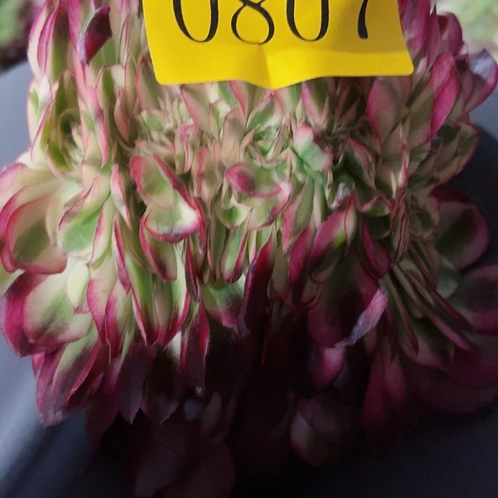 我****草多肉植物荔枝缀0807